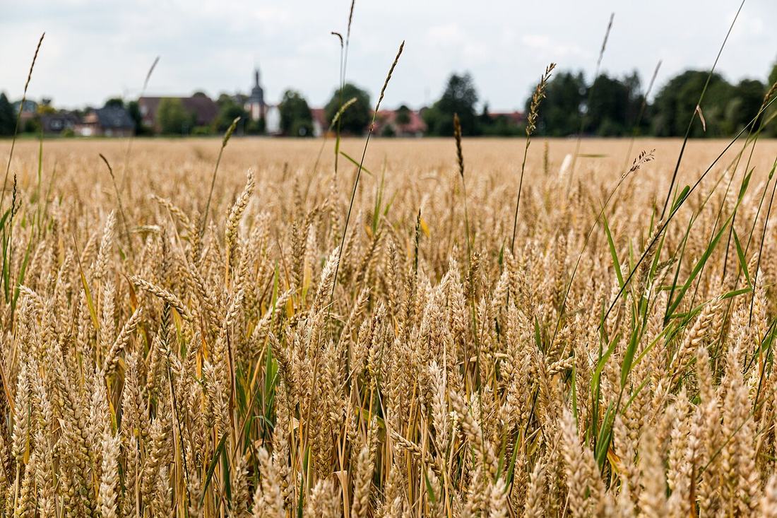 Feld bei Dülmen